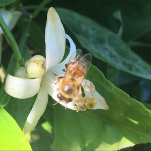 Meet your Posher, Boo